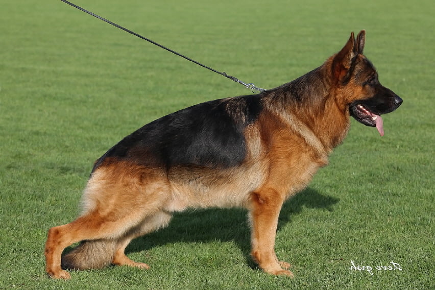 german shepherd puppies virginia german shepherd puppies german shepherd breeder german shepherd puppies virginia german shepherd puppies german shepherd breeder