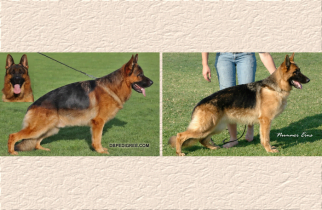 Ken X Trixie  Litter