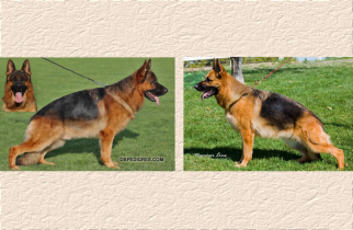 Ken X Zady Litter