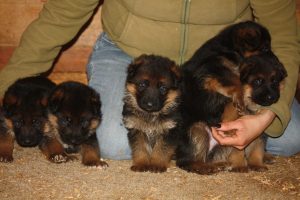 Shayenne x Arrex 1 | Lundborg-Land German Shepherd Dogs
