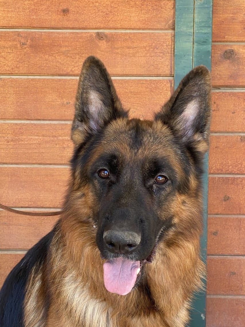 "Mack" vom Lundborg-Land