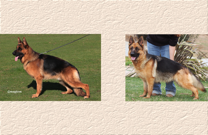 Arrex X Ziggy Litter Lundborg Land German Shepherd Dogs