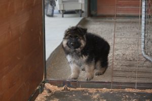 Ken-x-Trixie-LH-Male2