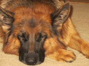 Rosy-vom-Haus-Röhner