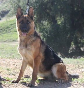 Ariele vom Lundborg-Land