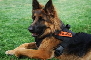 Brina vom Lundborg-Land