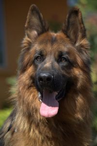 Cuza vom Lundborg-Land LH Male