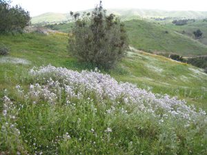Purple Flowers At The Kennels