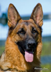 Gina vom Lundborg-Land