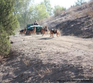 German Shepherd Group for Walk