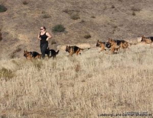 Lundborg-Land Dogs running