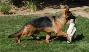 Hailey vom Lundborg-Land With Tug