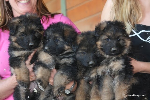 39 Best Pictures German Shepherd Puppies For Sale In California - Baystreet Ca