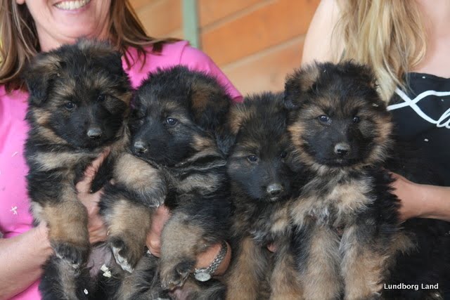 German Shepherd Puppies Lundborg Land Puppy Litters