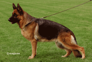 Jill vom Hauswalder Bach