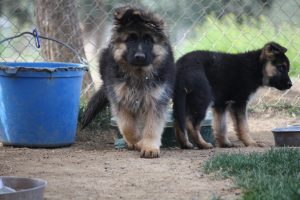 Digger vom Lundborg-Land1