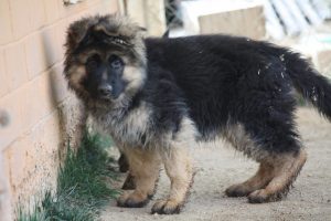 Digger vom Lundborg-Land 3