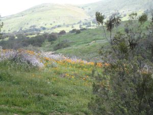 Purple and Yellow Flowers