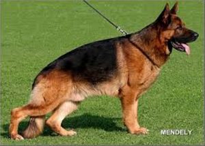 Remo vom Fichtenschlag