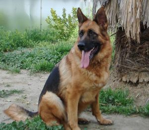 Shayenne vom Lundborg-Land, “a”