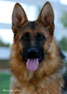 Tilli vom Haus Röhnere