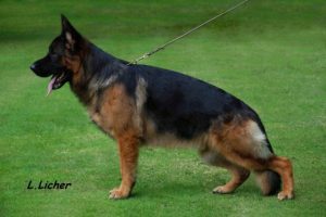 V-Aslan vom Turkenkopf