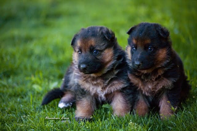 German Shepherd Puppies