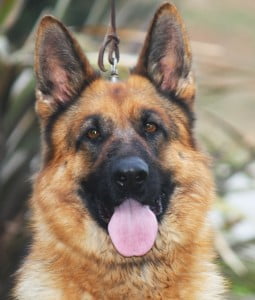 Ziggy vom Lundborg-Land