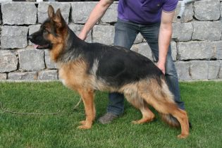 Zoltan vom Elzmündungsraum