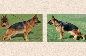 Ken x Ussi "J" Litter