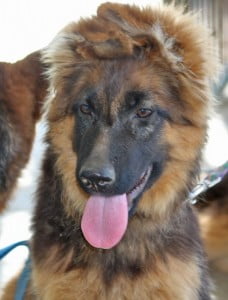 Long Hair Female Puppy