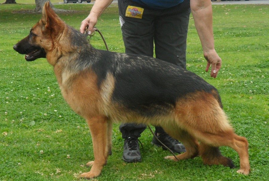 brynn-vom-lundborg-land1 | Lundborg-Land German Shepherd Dogs