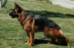 Maffay von der Roten Matter