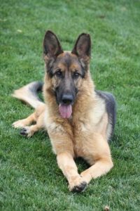 Fina vom Lundborg-Land