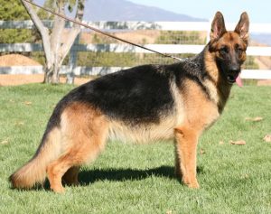 Layla vom Lundborg-Land