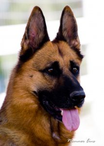 Zady vom Lundborg-Land head2