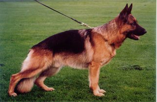 VA-Lord vom Georg Vicktor Turm