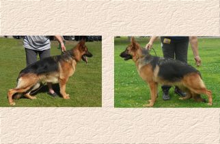 Rondo x Brynn Litter