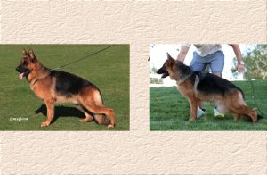 Arrex x Tilli Litter