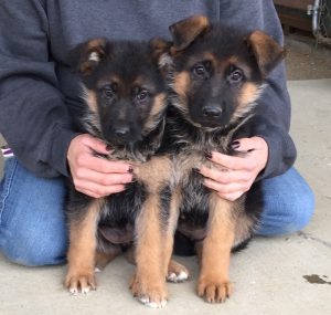 Arrex x Shayenne 2 females 2 | Lundborg-Land German Shepherd Dogs