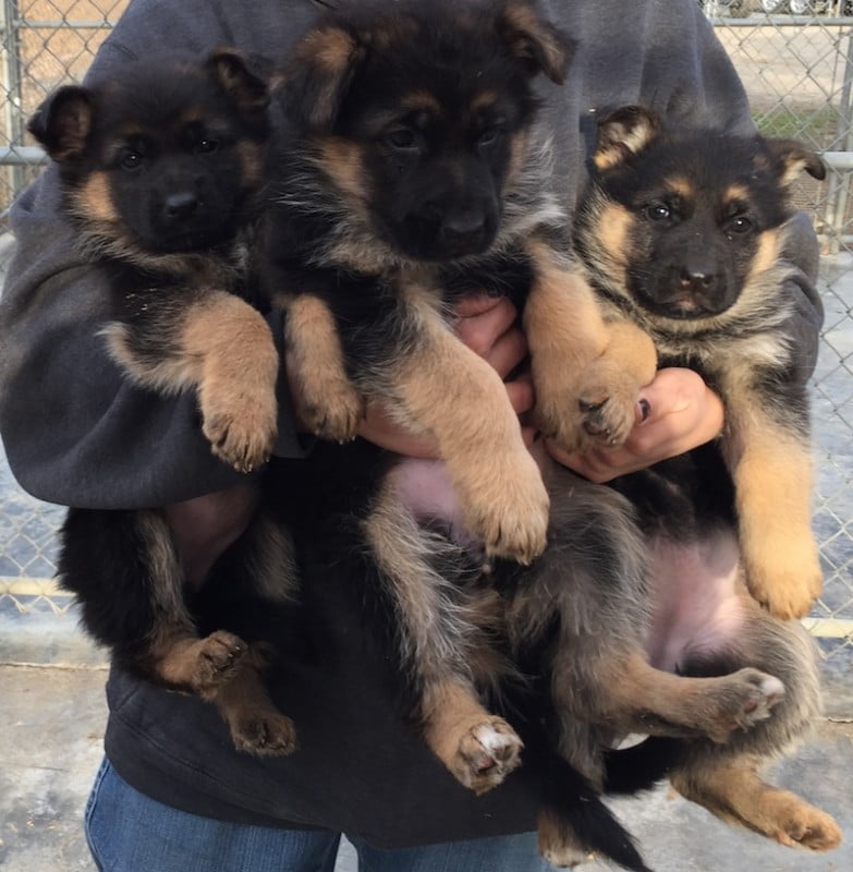 Whelping Setup & Supplies - German Shepherd Puppies! 