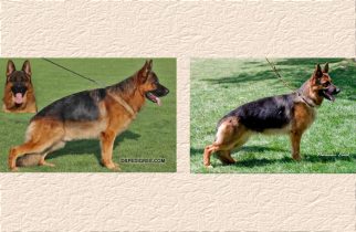 Ken x Wendrina Litter