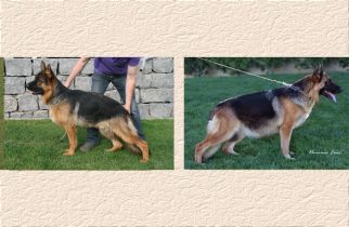 Zoltan x Ariele Litter