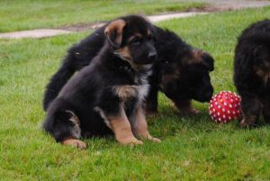 dana-puppy