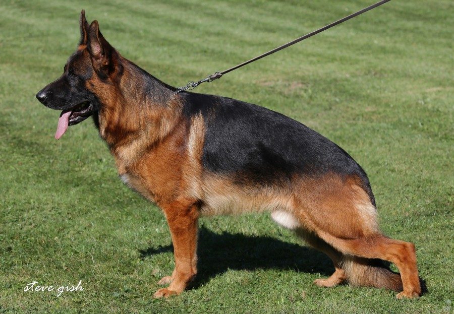 Timon vom Kirschental | Lundborg-Land German Shepherd Dogs