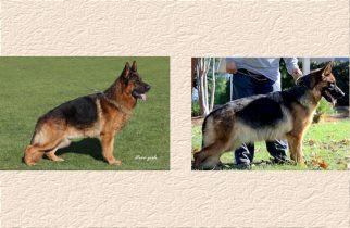 Atze x Andi Litter