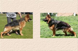 Rondo x Nagila Litter