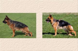 Isko x Quinie Litter