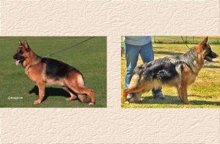 Arrex x Ussi Litter