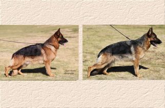 Rondo x Pauley Litter